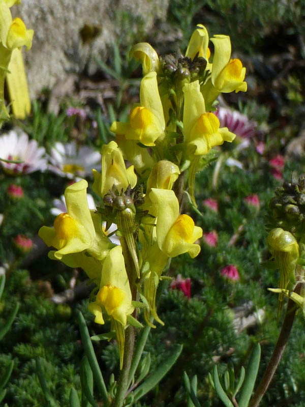 Linaria supina photo